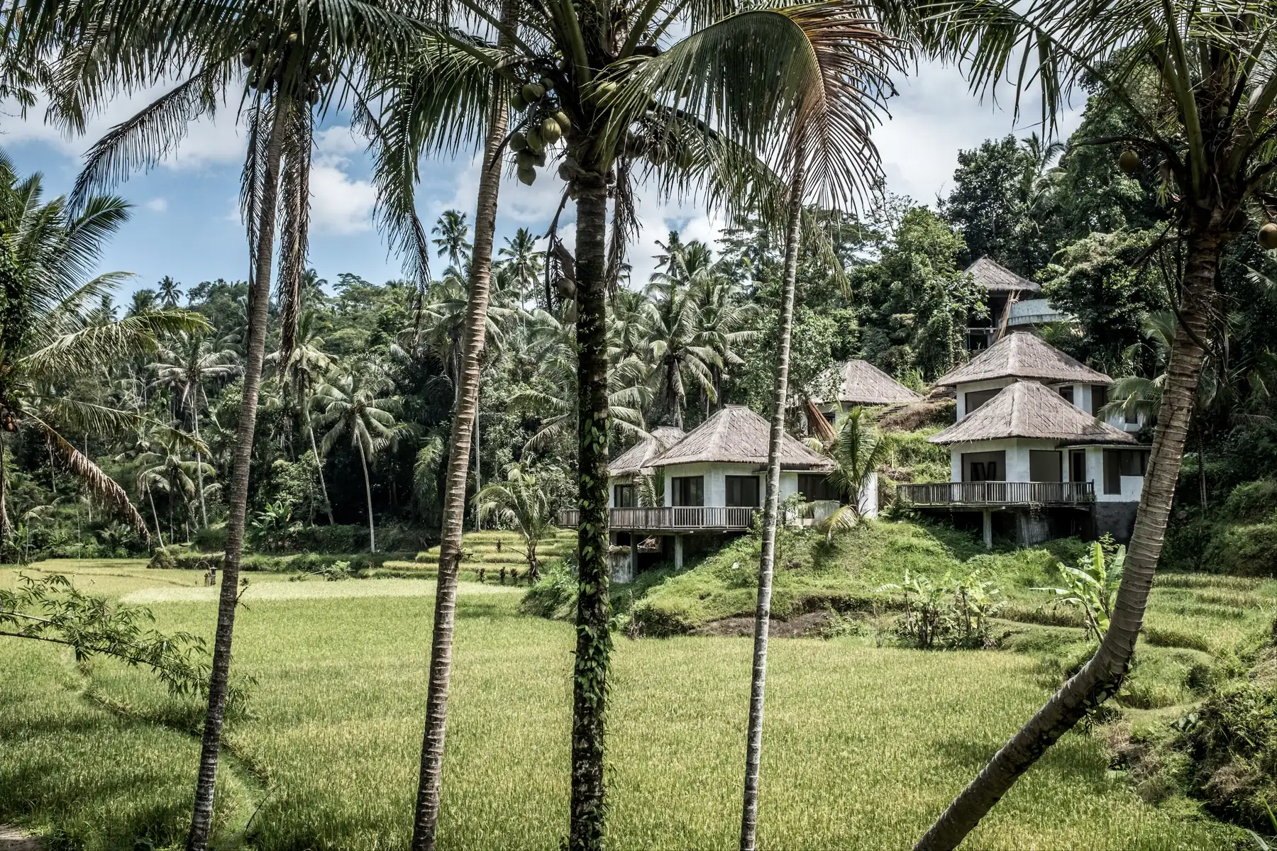 Villas tropicales au milieu des palmiers