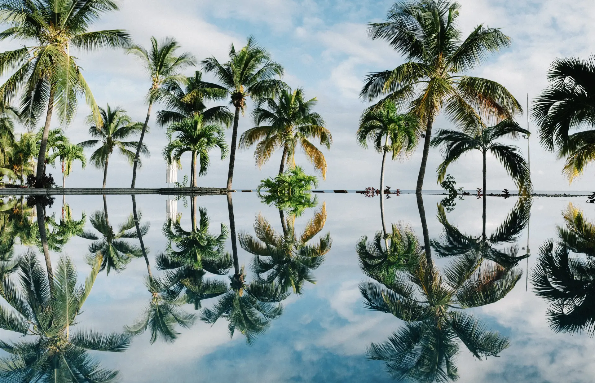 Palmiers se reflétant dans une eau calme